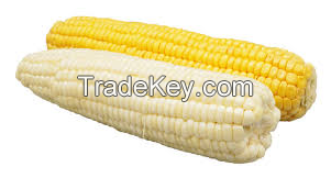 Fresh Corns White And Yellow Corns/Yellow Maize for Animal Feed