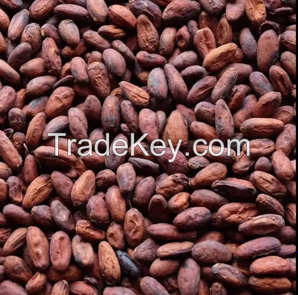 100% Organic Fresh Cocoa Beans In Good Price