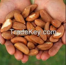 100% High Quality Raw Brazil Nuts For Sale