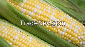 Fresh Corns White And Yellow Corns/Yellow Maize for Animal Feed