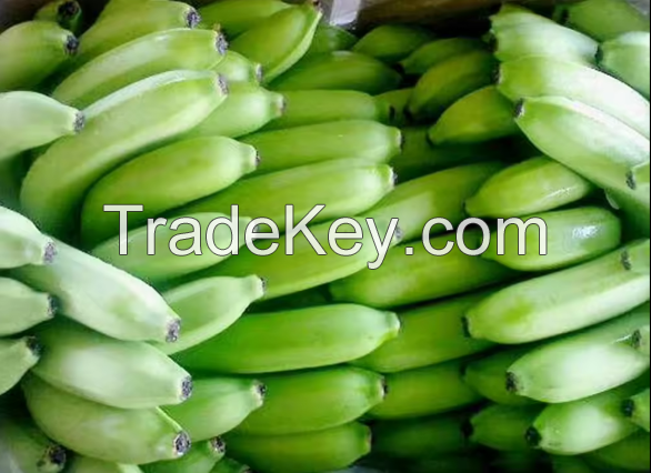 Fresh Cavendish Banana High Quality and Cheap price