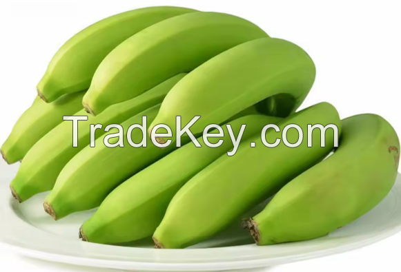 Fresh Cavendish Banana High Quality and Cheap price