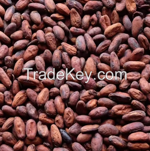 High Quality Cocoa Beans - Cacao Beans - Chocolate beans