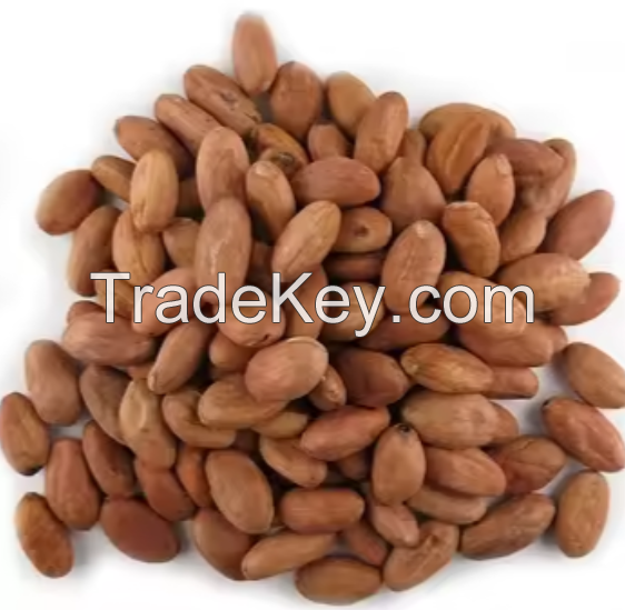 Dried Cocoa Beans For Sale In Cheap Price