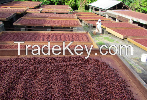 High Quality Cocoa Beans - Cacao Beans - Chocolate beans