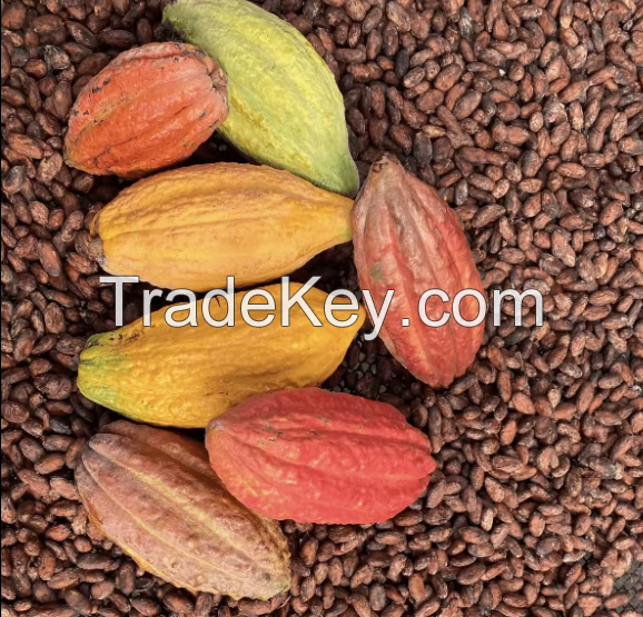 High Quality Cocoa Beans - Cacao Beans - Chocolate beans