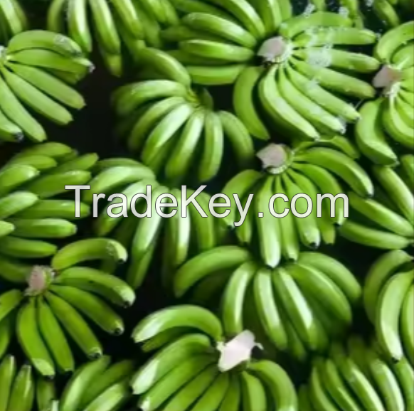 TOP QUALITY FRESH PLANTAIN BANANA