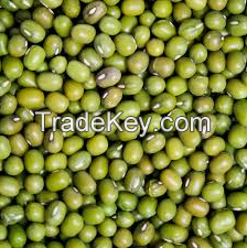 Supply Best Selling Natural MUNG Beans In Wholesale