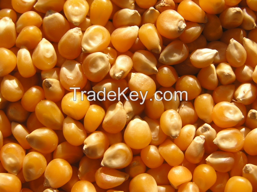 Good Qulaity Corn For Human And Animal Feed