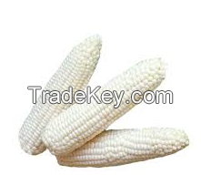 Best Quality White Corn For Sale Factory Price