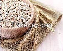 Good Quality Organic Oats With Best Price