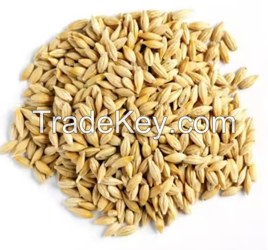 Good Quality Barley for animal feed