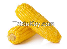 Wholesale Yellow Corn / Yellow Maize for Animal Feed