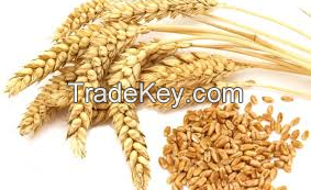  100% Organic Wheat / Wheat Grain at Low Market Price