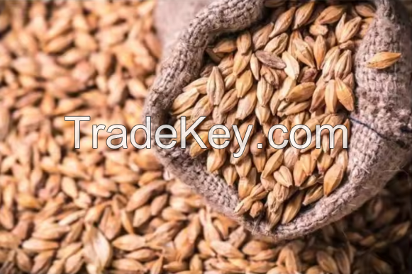 Good Quality Barley for animal feed