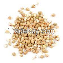 BUCK WHEAT Grain Roasted For Wholesales