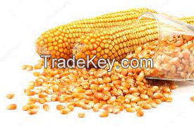 Good Qulaity Corn For Human And Animal Feed