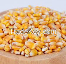 Good Qulaity Corn For Human And Animal Feed