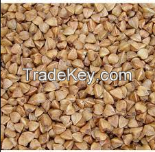 BUCK WHEAT Grain Roasted For Wholesales