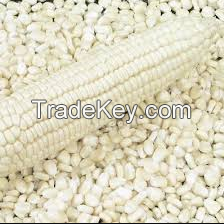 Best Quality White Corn For Sale Factory Price