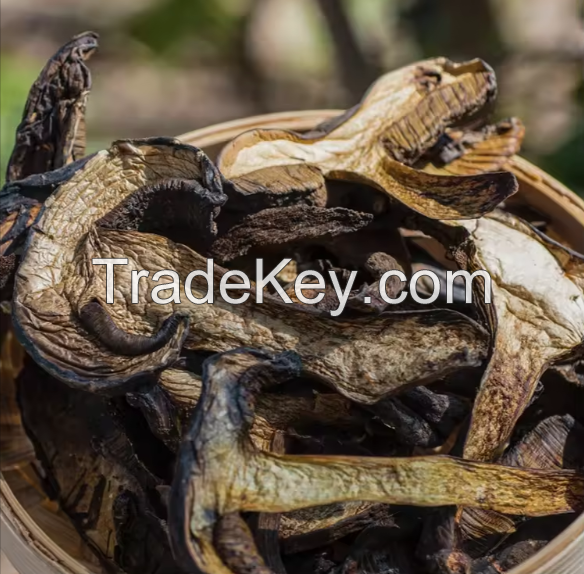 Wholesale Boletus / Dried Boletus For Sale