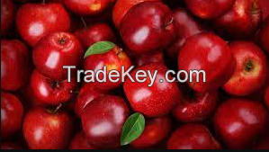 High Quality Fresh Red Apples For Sale