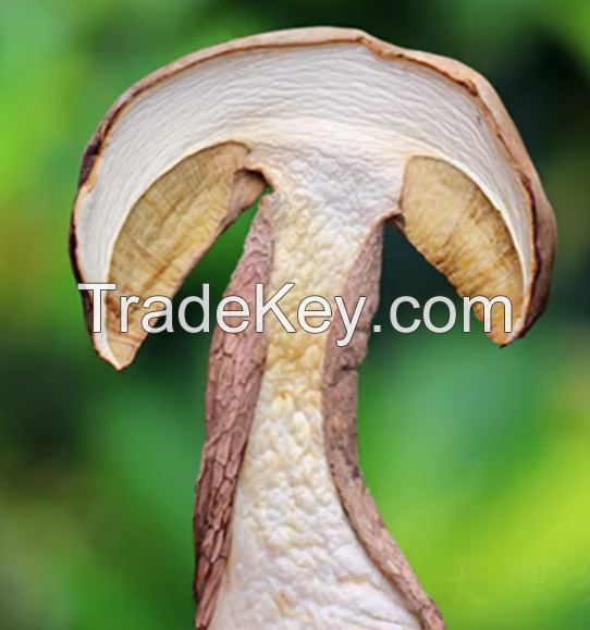 Wholesale Boletus / Dried Boletus For Sale