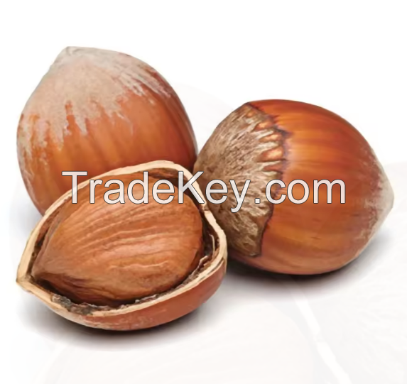 Top Quality Hazelnuts / Hazelnut Nuts in Shell