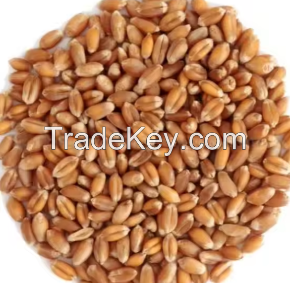 100% Organic Best Quality Wheat Grain Suppliers