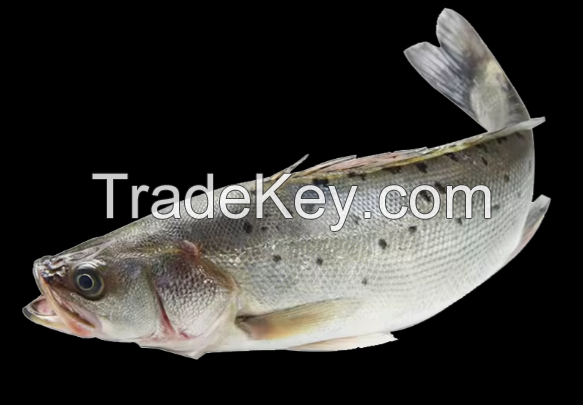 Wholesale Bass Black Fish Without Glazing