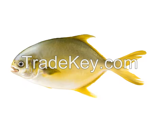 Good Exporter Butterfish Frozen Fish Golden Pomfret