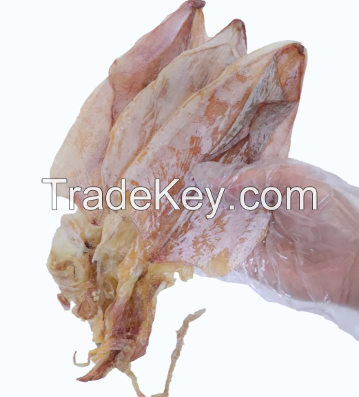 Wholesale Dried Calamari Squid Fresh