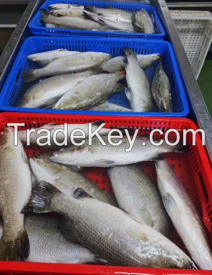 Wholesale Bass Black Fish Without Glazing