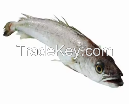 Best Selling Fish Hake Available In Good Price