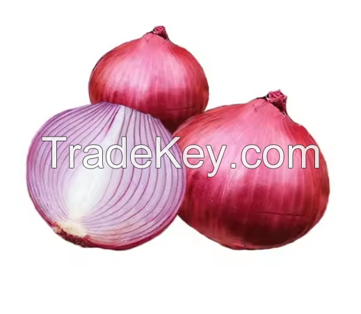 fresh onion import export From Netherland