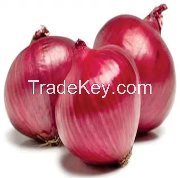 fresh onion import export From Netherland