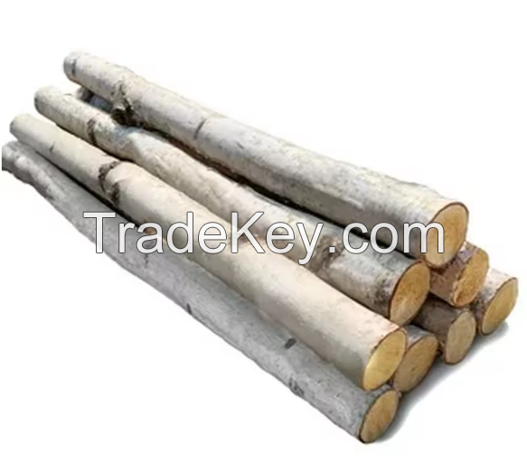 Top Good Quality Wood Timber White Birch 