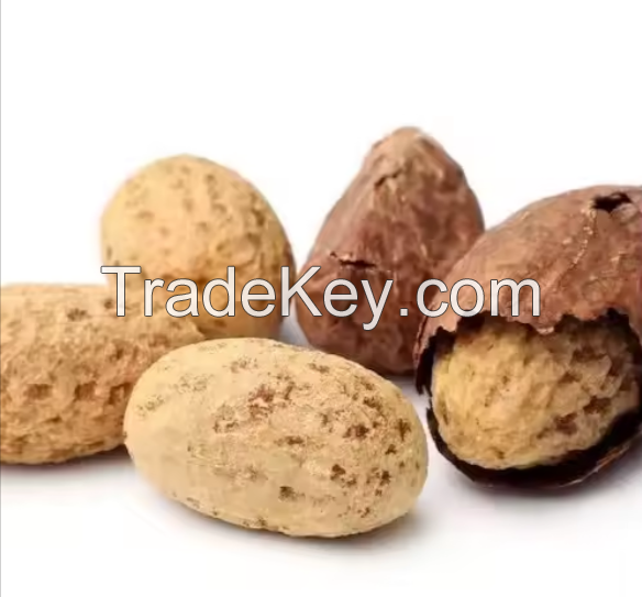 Best Grade Fresh Bitter Kola Nuts