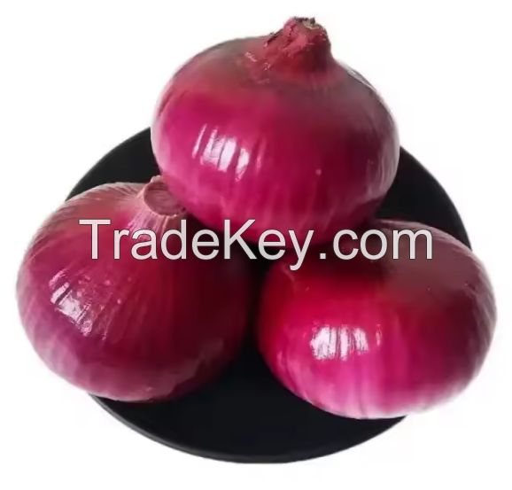 100% fresh onion import export from netherland