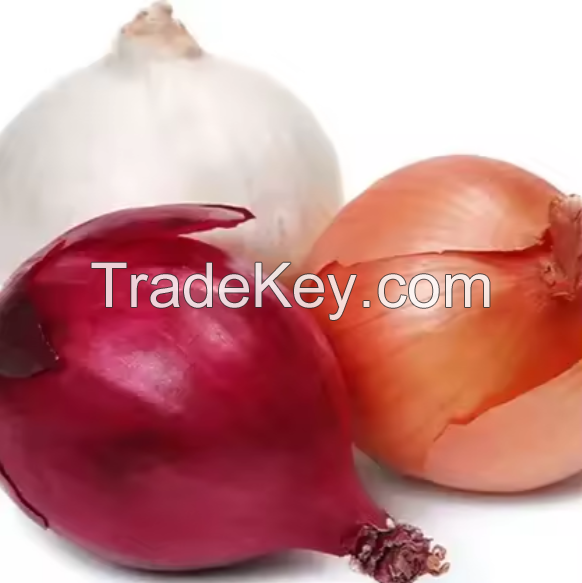 100% fresh onion import export from netherland