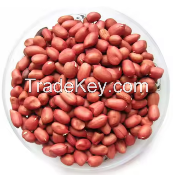 Red Peanuts Kernel / Peanut in Shell