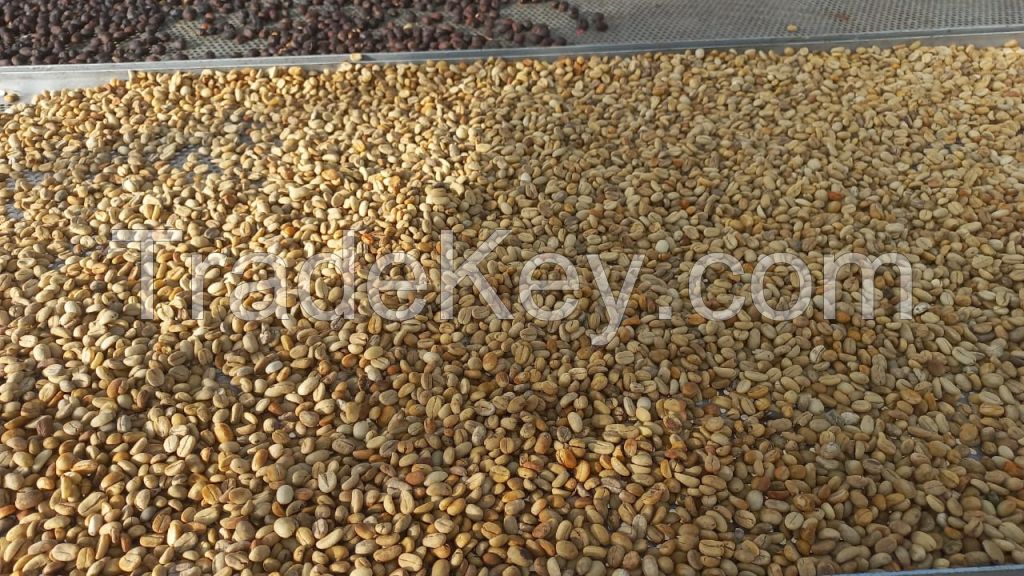 Arabica Gayo Malabar Wayang Specialty Varieties Green Beans