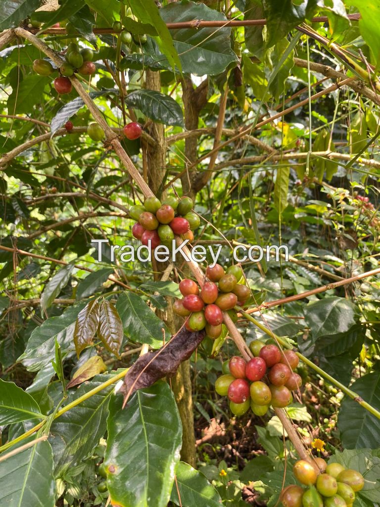 Arabica Gayo Malabar Wayang Specialty Varieties Green Beans