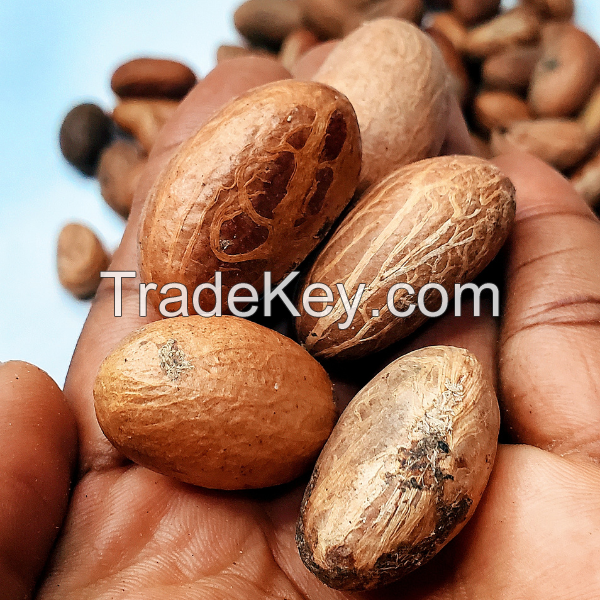 African Bitter Kola Nut