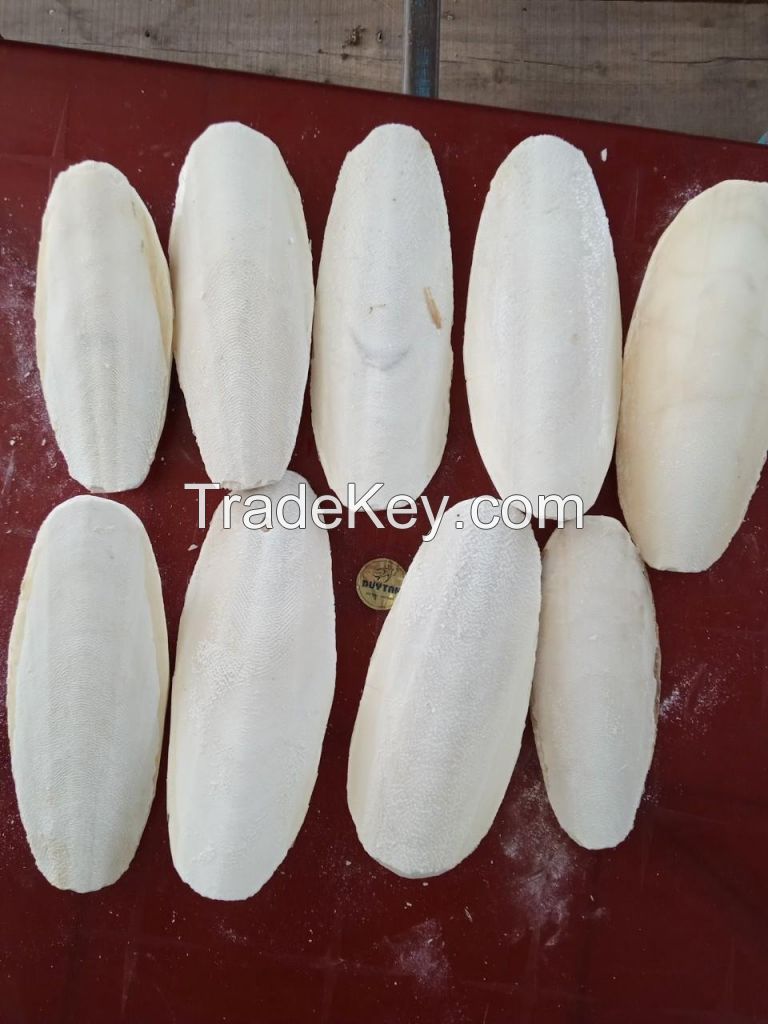 VIETNAM WHOLESALE CUTTLEFISH BONE WITH LOW BROKEN RATE