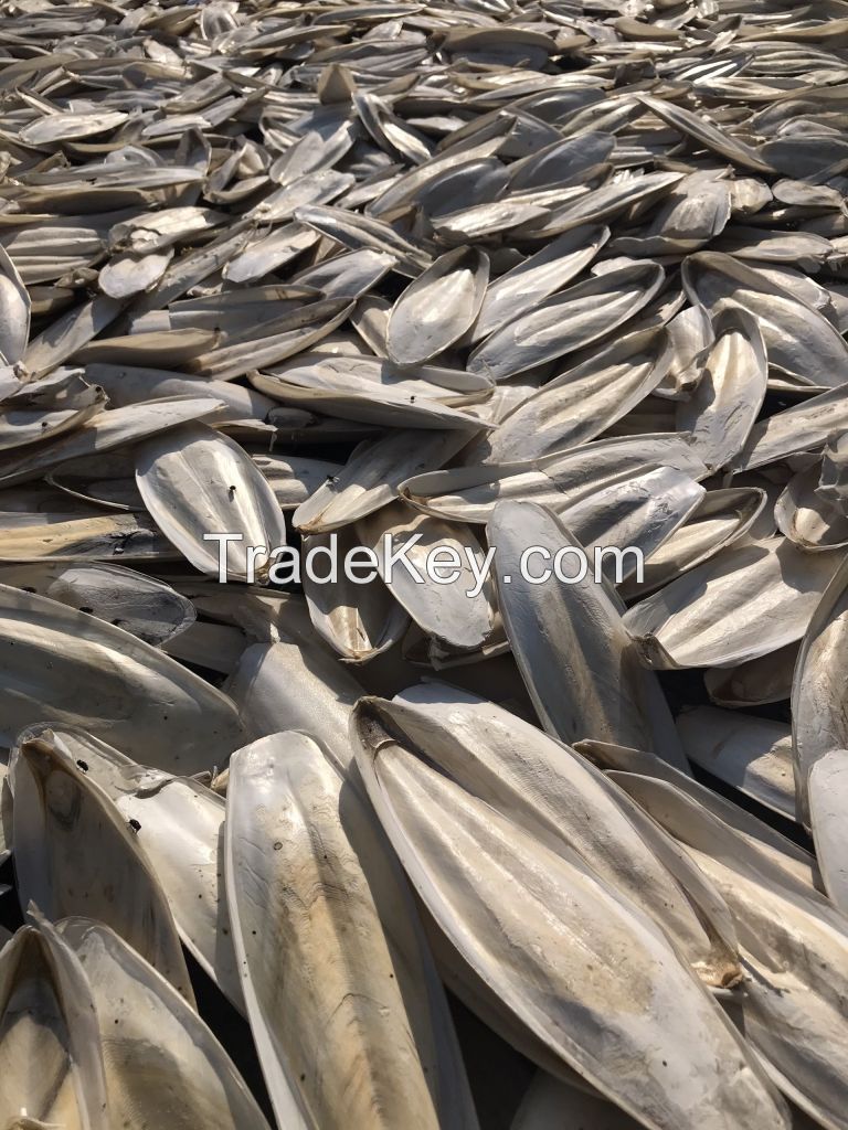 VIETNAM WHOLESALE CUTTLEFISH BONE WITH LOW BROKEN RATE