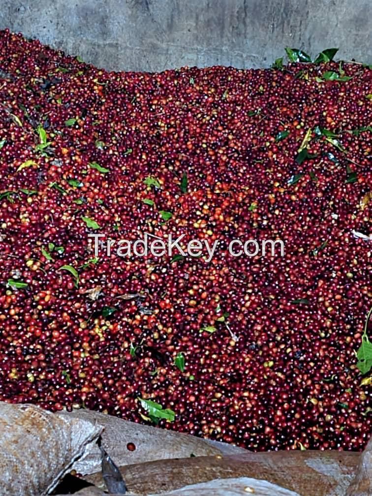 Ethiopian Coffee Beans 