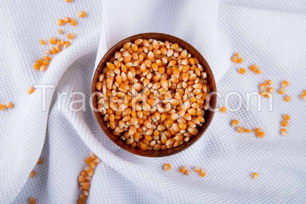 Maize (Corn)