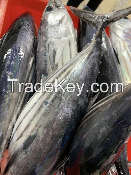 MACKEREL FISH,CANNED TUNA,CAVENSIH BANANA,PRAWNS,SKIPJACK TUNA,FROZEN FOOD, SEEA FOOD,FISH MAW,DRY SEA FOOD 