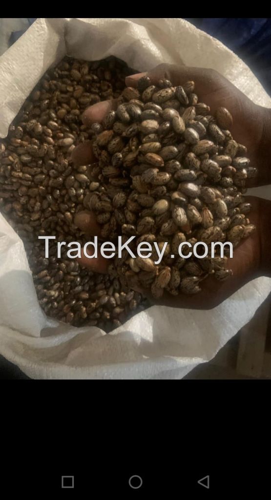 ARABIC AND ROBUSTA COFFEE BEANS /KIDNEY BEANS 